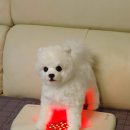 다이소 좌욕기 한일전기 닥터에이 좌욕기 비교