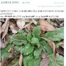 곰보배추 이미지