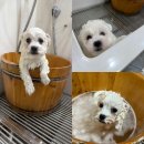 레이지 포 이미지