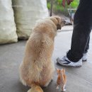 뽀시래기 이미지