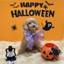 댕댕하동 이미지