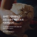 유어캣 고양이병원 이미지