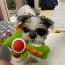 오사카 교토 2박 3일 여행 3편 | 오사카성 + 오사카 메이드 카페 후기