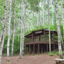 자작나무숲정상 이미지