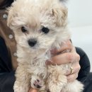 도그송 강아지분양 인천 송도점 이미지