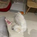 디저트굼 | 7월 조금 일상