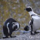 펭귄 이미지