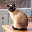 검은고양이 이미지