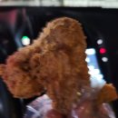 더존두마리치킨 | 창원 상남동 치킨 맛집 두식이두마리치킨 포장 후기