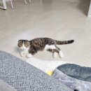 멍멍냐옹동물병원 | 인천 고양이 중성화 멍멍냐옹동물병원 후기