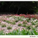 꽃이있는풍경 이미지