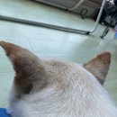 해태동물병원 | < 힌도 수난기 >강아지 이개혈종 수술, 대형견 이개혈종 수술후기 , 해태동물병원 이개혈종 수술