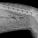 삼화 우수한 동물병원 이미지