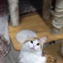 블루드라이어드 이미지