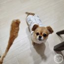용맹까까 네이버블로그