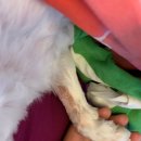 홍경태동물병원 이미지