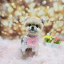 구름이네 애견미용 이미지