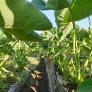 죽곡농장 이미지