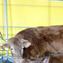 삼일목장 이미지