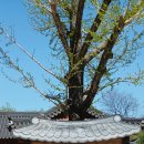 남사예담촌마을 이미지