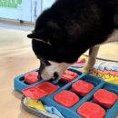 강아지 호텔 이미지