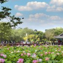 전국 연꽃 축제·명소 5 :: 무안연꽃축제, 부여서동연꽃축제, 양평 세미원 연꽃문화제, 시흥 연꽃테마파크, 함안 연꽃테마파크 이미지