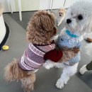 행복유치원 | 반려견유치원 반려견이 행복하게 뛰노는 포근 애견유치원 후기