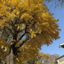 안심의원 | ㅂㅇㅇ의원 내돈내산 코젤코 후기 (+tmi)