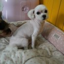 수애견미용실 이미지