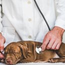 가경 나음 동물병원 이미지