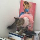 냥이와 양이 이미지