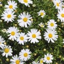 구절초로 이미지