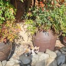 1919 | 1919봄::밀양 금시당 근처 쑥떡와플 디저트 맛집 솔직후기 추천