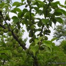 박동농장 이미지