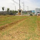 황금소나무 이미지