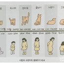 랙돌캐터리 이미지