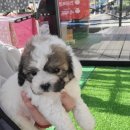 탑 퍼피(TOP PUPPY) 이미지