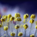 버들강아지 이미지