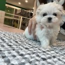 김해 강아지분양 고양이분양 도그하우스 외동점 이미지