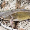 금강메기매운탕 이미지