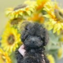 퍼피힐 강아지분양 이미지