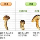 송이 이미지