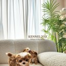 신도시켄넬 이미지