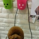 파우 동물병원 이미지