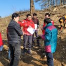 별과 소나무 이미지