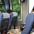 (주)라벤더투어 | [아기랑 삿포로여행] 비에이 후라노 버스투어 후기, 7월 팜도미타 라벤더 청의호수 탁신관 사계채의언덕