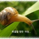 달팽이의 꿈 이미지