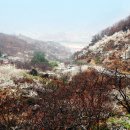 들에핀 매화 이미지