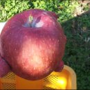 큰에덴농장 이미지