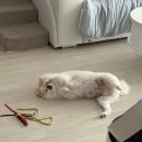 댕실 댕실 이미지